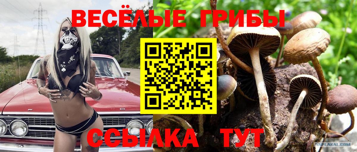 Псилоцибиновые грибы Cubensis  Галлюциногенные грибы Psilocybine cubensis  Вход с VPN  наркота  Беслан 